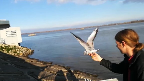 VIDEO: Čajku zachránili a vypustili na slobodu