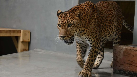 V ZOO pribudol nový samec leoparda cejlónskeho