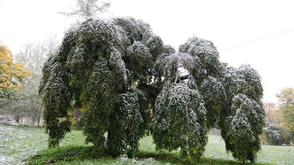 Mesto Pezinok bude musieť 24 vyrúbaných sofor nahradiť 60 novými stromami