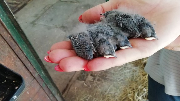 RADÍME: Vtáča v núdzi by mali ľudia nahlásiť ŠOP alebo záchranným staniciam