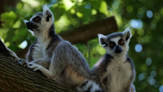 Lemurom pripravili v zoo nový vonkajší výbeh na ostrove