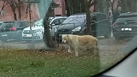 VIDEO: Sučka stredoázijského ovčiaka roztrhala v Ružinove malého psíka