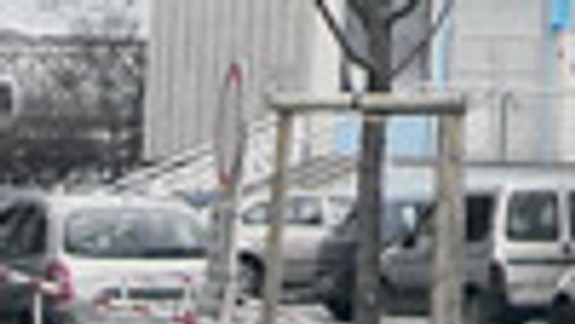 V Starom Meste investor vysadil 16 stromov