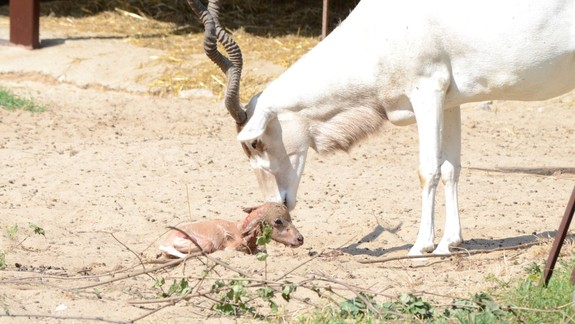 FOTO: V ZOO sa aj na konci leta tešia z nových prírastkov