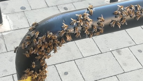 Máte obavy z včiel? Na Štúrovej ich je stále dosť