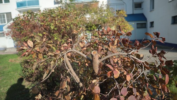 Rozhorčený Vrakunčan: Toto nie je údržba verejnej zelene, ale ničenie!