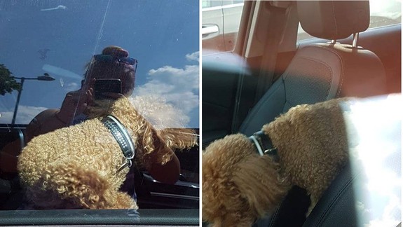 Sloboda zvierat: Ak zvieraťu v aute hrozí smrť, môžete rozbiť okno