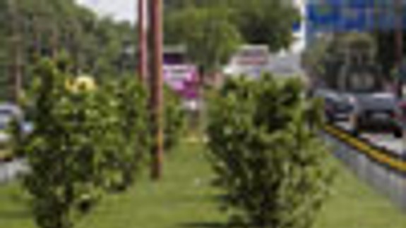 Zeleň pri zimnom štadióne už vysadili