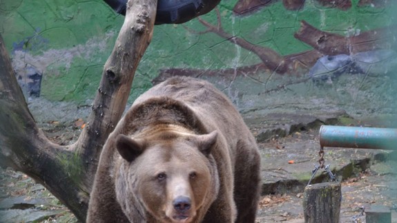 Zistili sme: Prečo bratislavská ZOO nepríjma nepredané vianočné stromčeky?