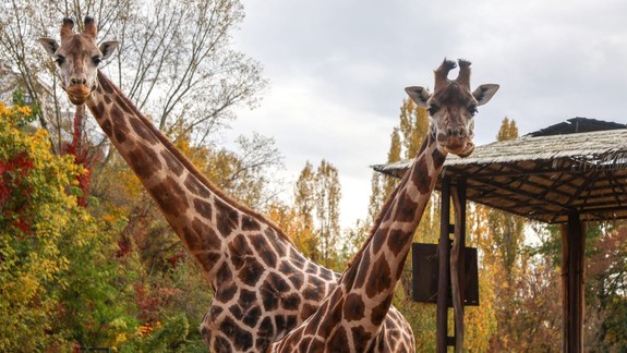 Prídete? Zoo Bratislava oslávi 17. november farebnými kriedami a zníženým vstupným