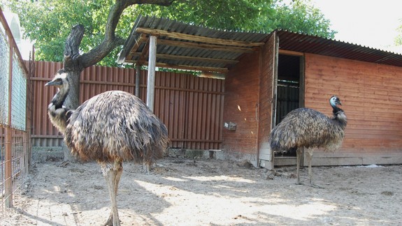 Po Lamači pobehujú dva pštrosy - zatiaľ sa ich nepodarilo chytiť!