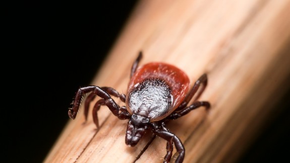 Prípadov kliešťovej encefalitídy pribudlo, túto sezónu boli tri epidémie