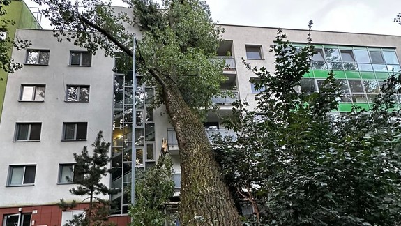 V Lamači urobia po páde stromu ďalšie asanačné práce