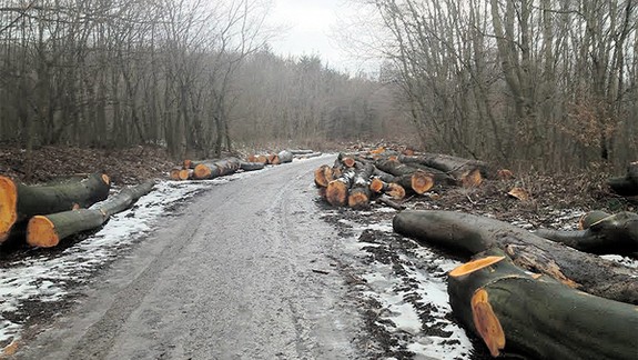 NÁZOR: Súd pozastavil výrub stromov v Dúbravke