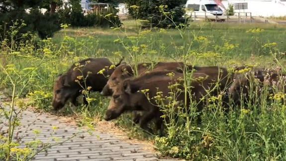 Vo Vajnoroch a na Trnávke budú strieľať diviaky