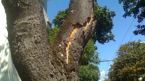 Nebezpečný strom na Miletičovej. Kedy sa dočkáme riešenia?