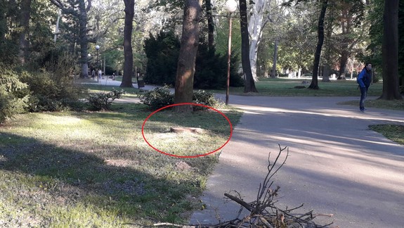 V Sade Janka Kráľa vyrúbali 35 stromov, magistrát priblížil, čo bude nasledovať