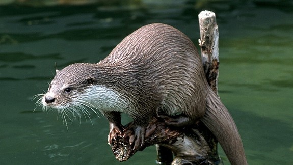 Dobrá správa: Na Vydricu sa vrátila vydra riečna...