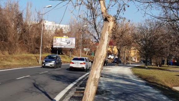 Na Pionierskej ulici vyrúbu 17 stromov