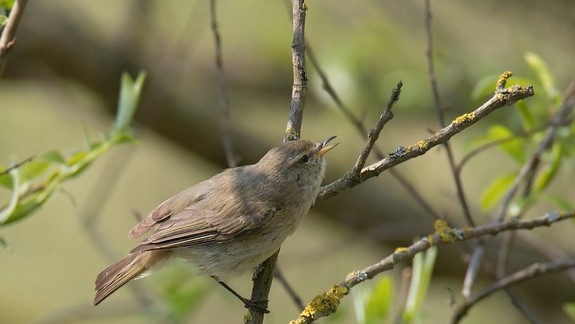 FOTO: Na Slovensku sme zaznamenali nový druh vtáka - vyskytuje sa aj v Bratislave