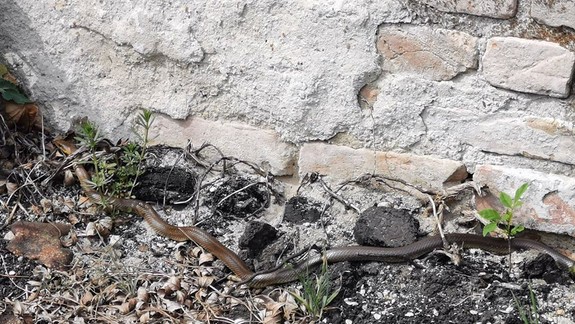 FOTO a VIDEO: Nudíte sa? Môžete zoológom pomôcť zmapovať výskyt užovky stromovej