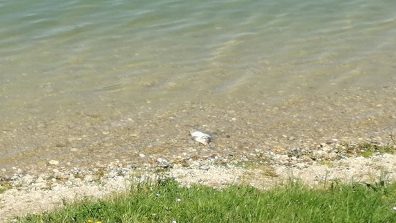 Úhyn rýb a pena na Kuchajde - podľa odborníkov ide o normálny jav, ktorý sa opakuje každoročne