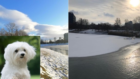 Dráma na Štrkoveckom jazere: Zúfalá majiteľka sa len prizerala, ako sa pod jej psom preboril ľad...
