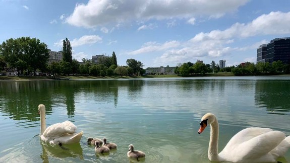 FOTO a VIDEO: Na Štrkoveckom jazere vás čaká mnoho príjemných prekvapení - aj nová labutia rodinka...