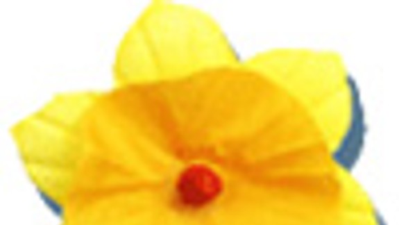 Deň narcisov bude 13. apríla sprevádzať Koncert vďaky