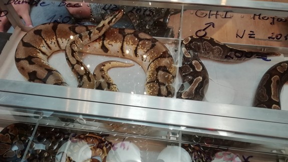 Vedeli ste? Salmonelózou vás môže nakaziť aj korytnačka či had