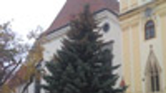 Na Hlavnom námestí vztýčili vianočný strom