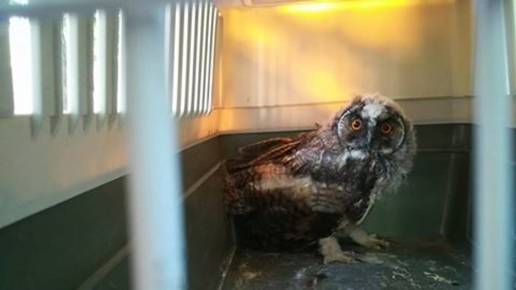 Našli ste mláďa sovy? Nenarobte viac škody ako osohu