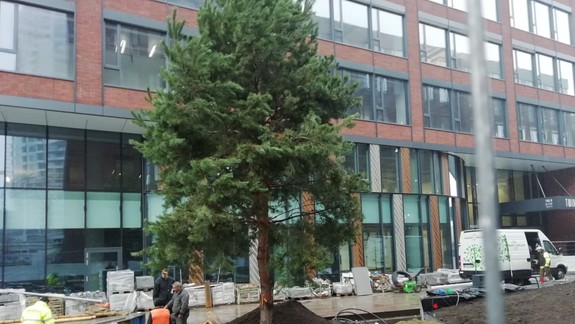 FOTO: V meste vysádzajú rekordne veľké stromčeky. Tipnite si, koľko merajú a vážia