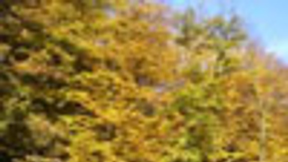 Lesopark vo Vrakuni chcú zrevitalizovať