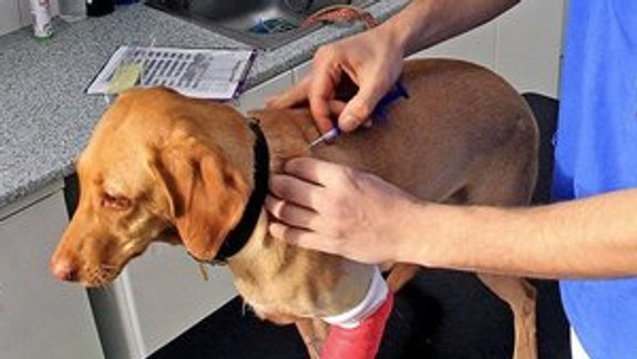 Veterinári upozorňujú: Aj zvieratá majú koronavírus, nie však ľudský