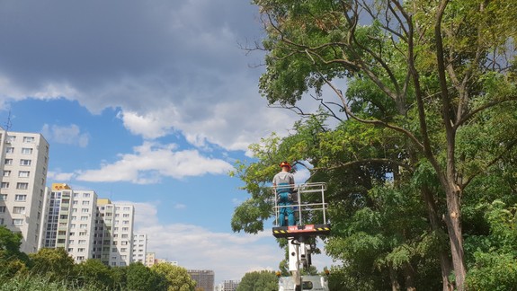Vlastníci pozemkov sú zodpovední za orezy drevín v blízkosti elektrického vedenia