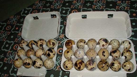 Chovateľ prepelíc z Devínskej Novej Vsi tvrdí, že on problém s nedostatkom vajec nemá!