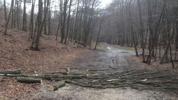 Vyvrátený strom v lesoparku niekto rozrezal a nechal ležať na lesnej ceste
