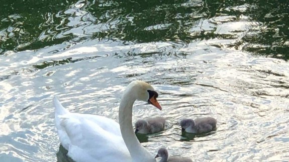 FOTO: Krásne! Labutí otec chráni mláďatá po uhynutí matky