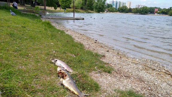 VIDEO: Mŕtve ryby na brehu Draždiaka znepokojili ľudí, rybári vysvetľujú, čo sa stalo