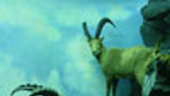 Lesné kino v Horskom parku pokračovalo Tatrami