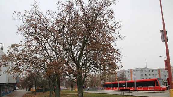 Vinníka poškodených stromov na Karloveskej ulici zatiaľ nezistili 