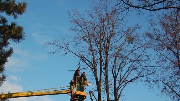 V Dúbravke dnes orezávajú stromy