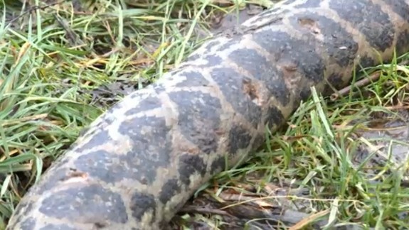 VIDEO: Pitva stupavskej anakondy ukázala, že had pred smrťou trpel