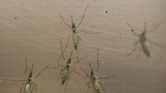 Zopár užitočných rád, ako sa dá ochrániť pred útokmi komárov...