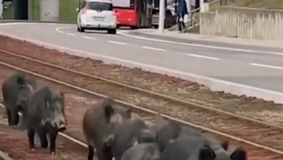 Nové Mesto požiadalo o mimoriadny odlov diviakov, apeluje na občanov