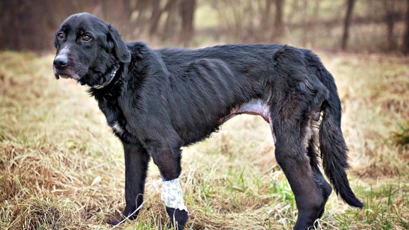 Pomôžte zasiahnuť proti tyranom: Zvierací ombudsman spúšťa kampaň