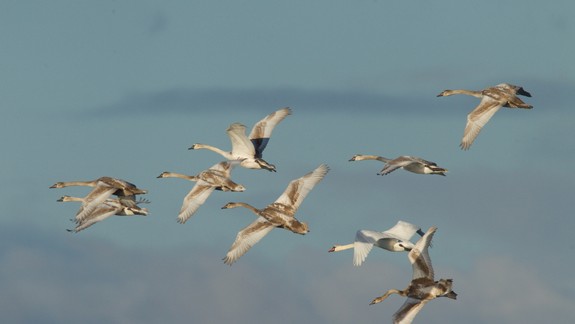 Akcia pre milovníkov vtáctva: Môžete pozorovať stovky migrujúcich operencov