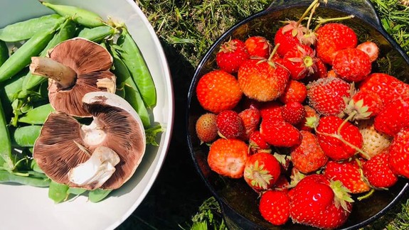 Podeľte sa o záhradu s priateľmi z prírody, nech je plná života!