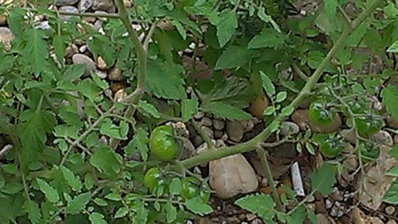 Na stavenisku na Štúrovej ulici sa už mesiace nerobí, rastú tam paradajky